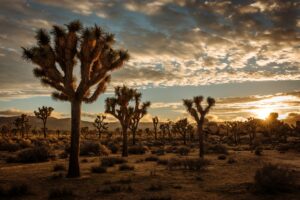 Joshua Tree 2