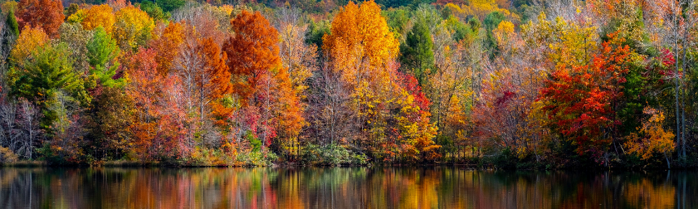 Fall Foliage