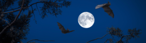 Full Moon And Bats